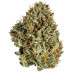 Black triangle (tk x 88g13 hash plant) clone – Bodhi Seeds