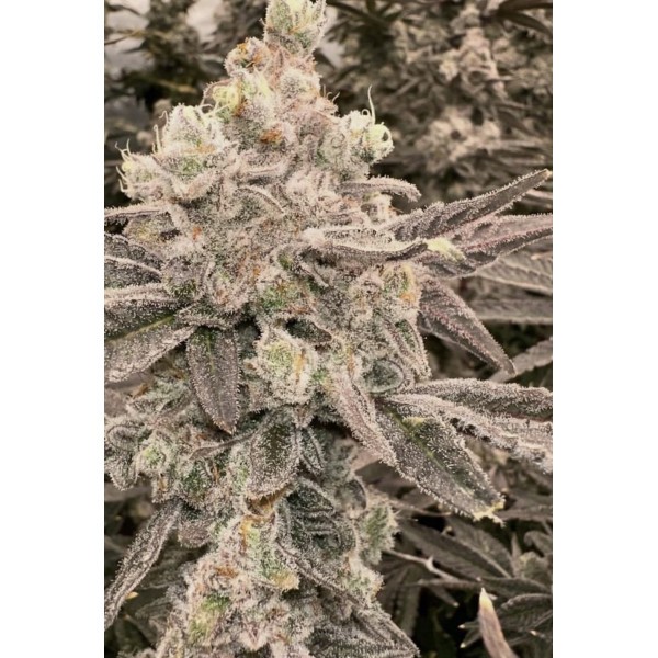 Cap Junky clone breeders cut – Capulator Cap Junky clone breeders cut – Capulator