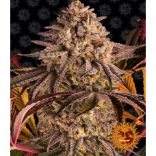 Carbon Candy clone (Carbon Fiber x Gushers) – Cannarado Genetics Carbon Candy clone (Carbon Fiber x Gushers) – Cannarado Genetics