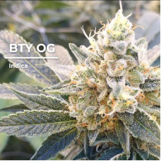 Better then your og clone 