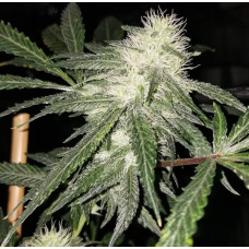 Chem D Clone: Skunk VA cut – Lucky Dog Seed Co Chem D Clone: Skunk VA cut – Lucky Dog Seed Co