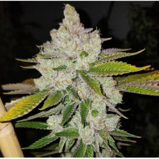 Chem Krush Clone (Chemdog 91 x Sfv Og Bx2) – Lucky Dog Seed Co Chem Krush Clone (Chemdog 91 x Sfv Og Bx2) – Lucky Dog Seed Co