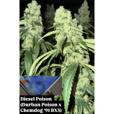 Diesel Poison Clone (Durban Poison x Chemdog 91 Bx3) – Lucky Dog Seed Co