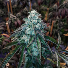 Diesel Therapy Clone 