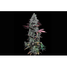 Gorilla Glue 4 Clone – Breeders Direct select clones Gorilla Glue 4 Clone – Breeders Direct select clones