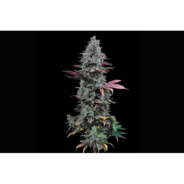 Gorilla Glue 4 Clone – Breeders Direct select clones