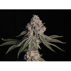 Grape Gasoline clone *breeders cut Grape Gasoline clone *breeders cut