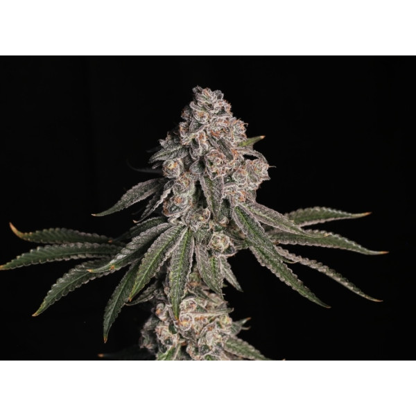 Grape Gasoline clone *breeders cut
