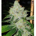 Headband Clone: Skunk VA cut – Lucky Dog Seed Co Headband Clone: Skunk VA cut – Lucky Dog Seed Co