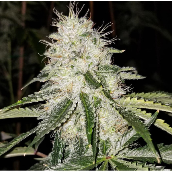 Headband Clone: Skunk VA cut – Lucky Dog Seed Co Headband Clone: Skunk VA cut – Lucky Dog Seed Co