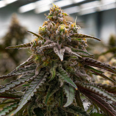 Lemon Meringue clone (Lemon Skunk x Cookies and Cream) – Exotic Genetix Lemon Meringue clone (Lemon Skunk x Cookies and Cream) – Exotic Genetix