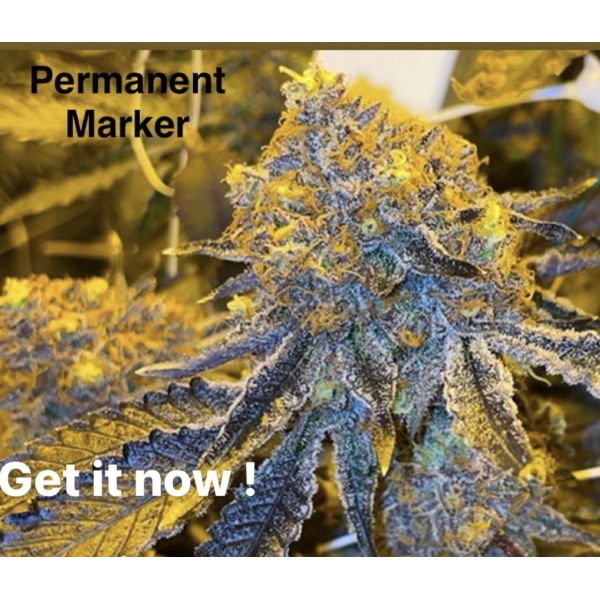Permanent Marker Clone – Breeders Direct select clones Permanent Marker Clone – Breeders Direct select clones