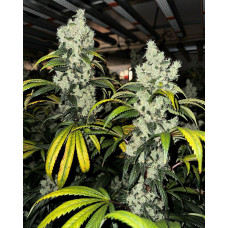 Pole Dog Clone (Skunk Dawg x Chemdog 91 Bx3) – Lucky Dog Seed Co