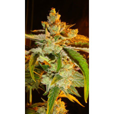 East Coast Sour Diesel Clone, brought to you by Skunk VA – Lucky Dog Seed Co