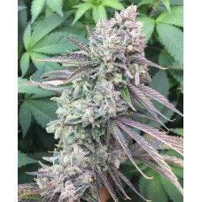 Strawberry Diesel Clone – Lucky Dog Seed Co
