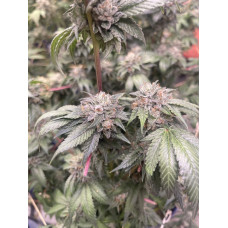 White Widow Clone (Sharon cut) – Lucky Dog Seed Co