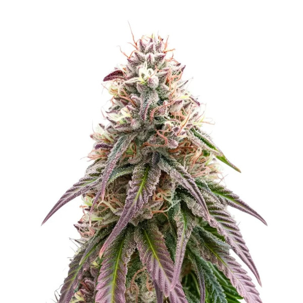 Black Cherry Punch clone (Purple Punch x Black Cherry Pie) Black Cherry Punch clone (Purple Punch x Black Cherry Pie)