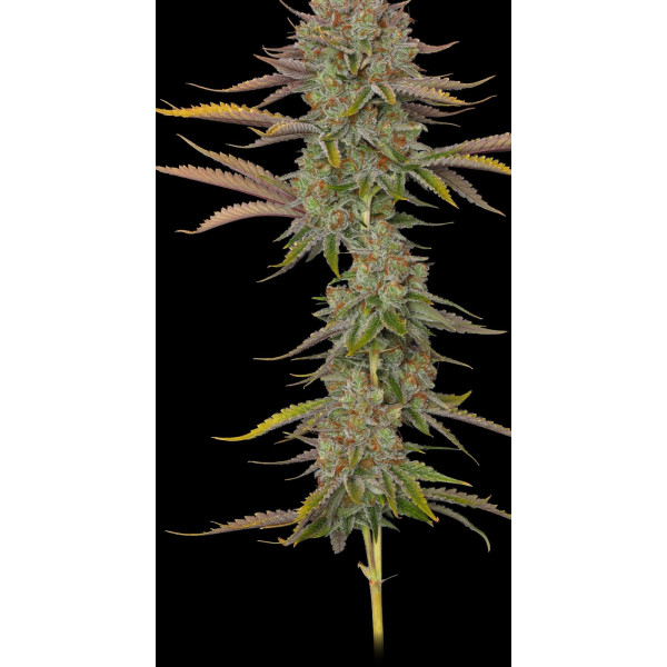 Bowser 24 clone