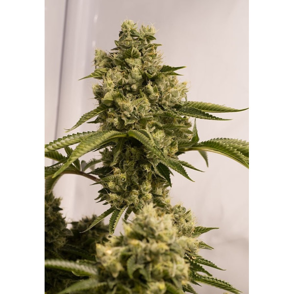 Chem D Phinest clone Chem D Phinest clone