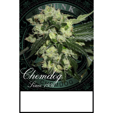 Chemdog 91 Skunk VA Clone – Lucky Dog Seed Co Chemdog 91 Skunk VA Clone – Lucky Dog Seed Co