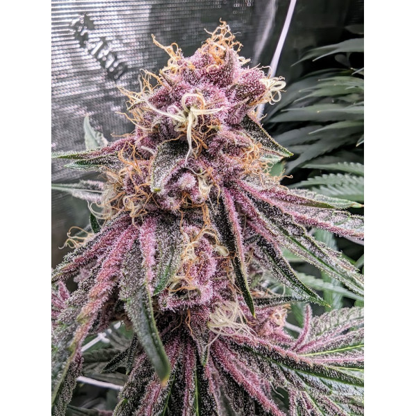Cherry Paloma clone Cherry Paloma clone