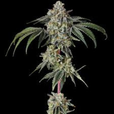 Georgia Pie Clone (Gellati X Kush Mints) – Breeders Direct select clones Georgia Pie Clone (Gellati X Kush Mints) – Breeders Direct select clones
