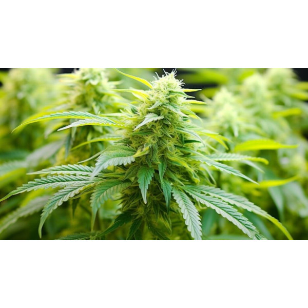 Lemon Mints 1 clone Lemon Mints 1 clone