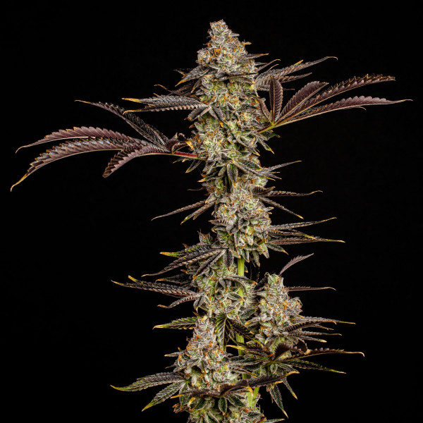 Mendobreath Clone Mendobreath Clone