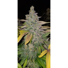Norcal Gooey clone from Skunk va 