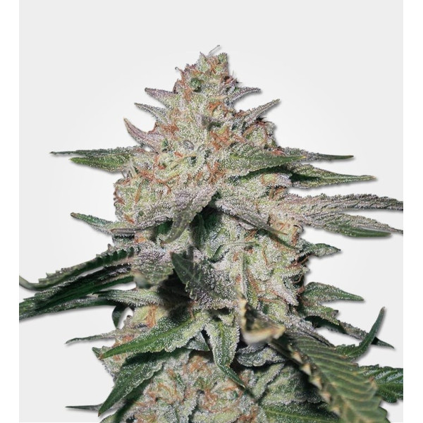 Northern Lights 5 #1 The Craft Medical cut bred by AG seed co clone Northern Lights 5 #1 The Craft Medical cut bred by AG seed co clone