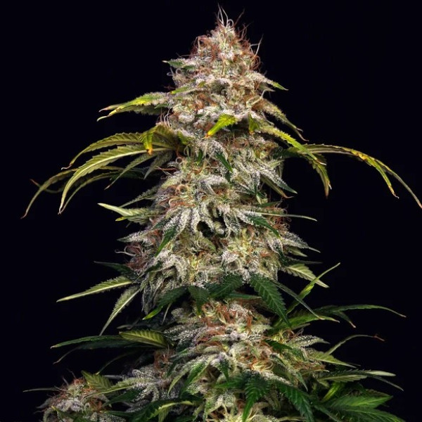 Skunk Tek sour clone Skunk Tek sour clone