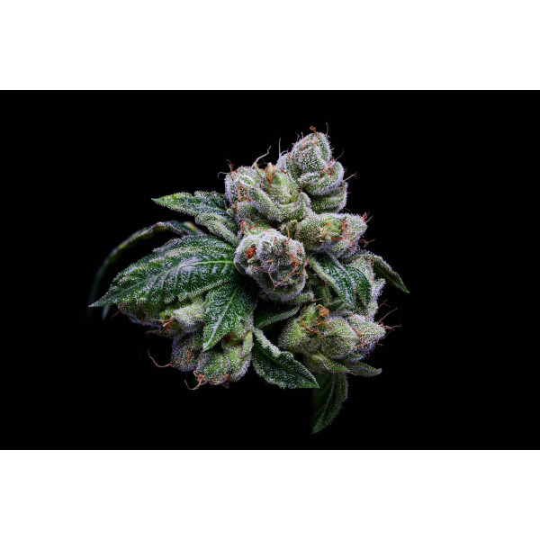 Sour Best Shit Ever Clone Sour Best Shit Ever Clone