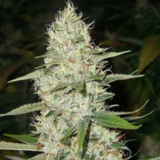 Super Silver Haze 98 Clone – Lucky Dog Seed Co