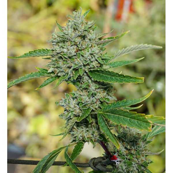 Topanga Canyon Pure Kush clone