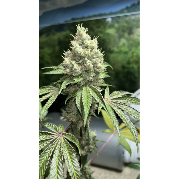 Swamp Boys Triangle Kush clone Swamp Boys Triangle Kush clone