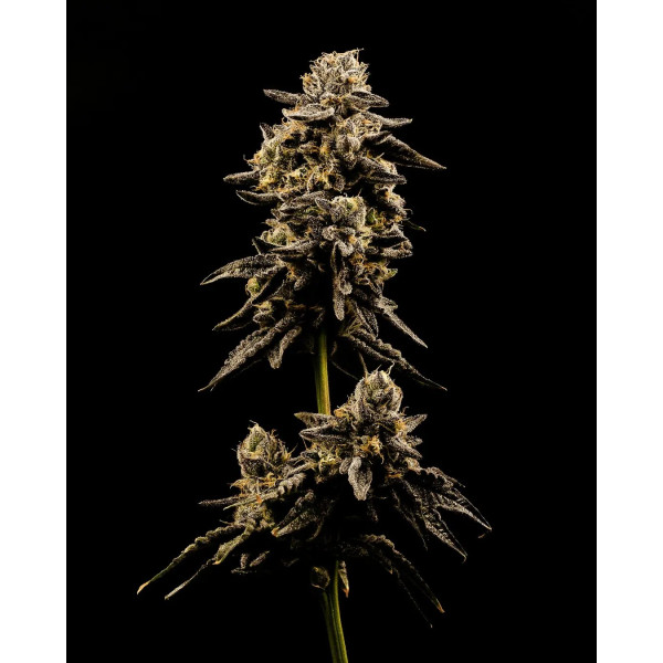 Wedding Pie #6 clone