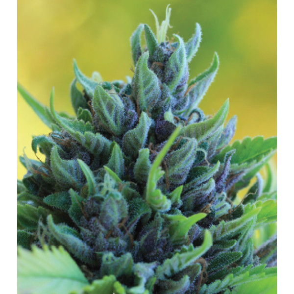 Humboldt Deam (Purple Panty Dropper x Blue Dream) – Humboldt Seed Company