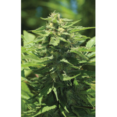 Trainwreck (California Dream x Trainwreck)