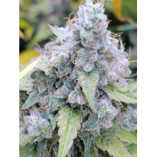 Dog Beach Clone (VA Beach Afghani x Chemdog 91 Bx3) – Lucky Dog Seed Co