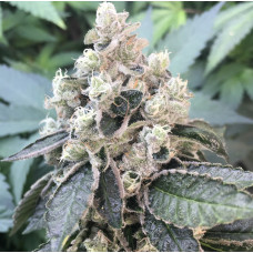 Dog Roller (Animal Tsunami x Chemdog 91 Bx3) – Lucky Dog Seed Co Dog Roller (Animal Tsunami x Chemdog 91 Bx3) – Lucky Dog Seed Co
