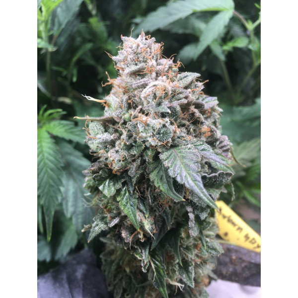 Chemborne 13 (Airborne G13 x Chemdog 91 Bx3) – Lucky Dog Seed Co
