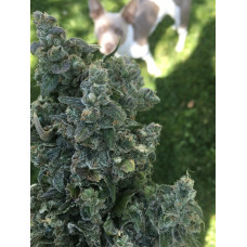 Dog Beach (VA Beach Afghani x Chemdog 91 Bx3) – Lucky Dog Seed Co Dog Beach (VA Beach Afghani x Chemdog 91 Bx3) – Lucky Dog Seed Co
