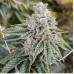 Wango Bango (GG4 x [Chem D x I95]) x Titty Sprinkles – Secret Society Seed Co