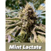 Mint Lactate (Mint Chocolate Chip x Titty Sprinkles) – Secret Society Seed Co