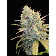 Black triangle (tk x 88g13 hash plant) clone – Bodhi Seeds Black triangle (tk x 88g13 hash plant) clone – Bodhi Seeds