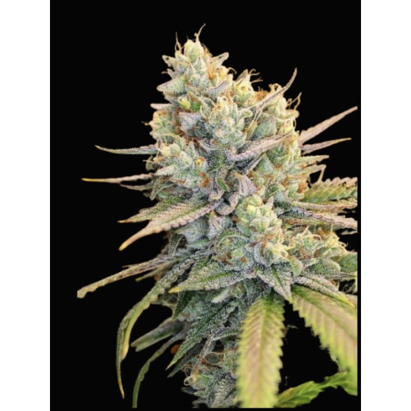 Black triangle (tk x 88g13 hash plant) clone – Bodhi Seeds Black triangle (tk x 88g13 hash plant) clone – Bodhi Seeds