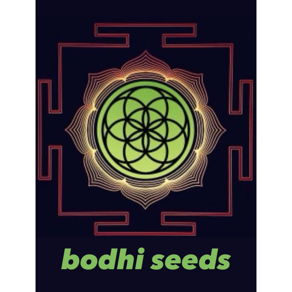 Bubbashine x instant karma x wookie nft – Bodhi Seeds – COMING SOON