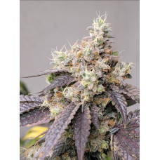 Chemborne 13 Clone (Airborne G13 x Chemdog 91 Bx3) – Lucky Dog Seed Co Chemborne 13 Clone (Airborne G13 x Chemdog 91 Bx3) – Lucky Dog Seed Co