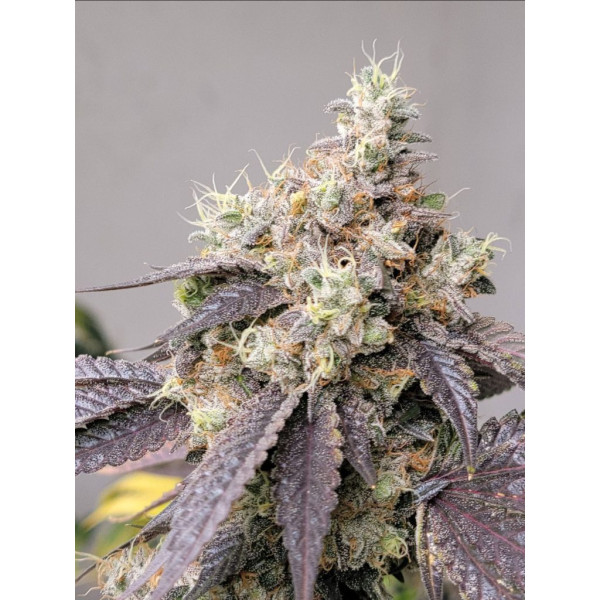 Chemborne 13 Clone (Airborne G13 x Chemdog 91 Bx3) – Lucky Dog Seed Co