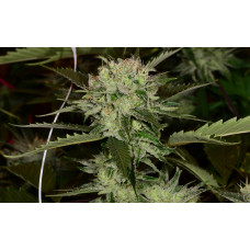 Death Star clone (Sensi Star x Sour Diesel) Death Star clone (Sensi Star x Sour Diesel)